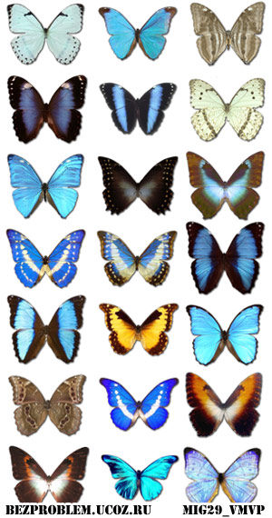 Скачать бесплатно иконки и значки с бабочками