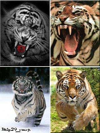 картинки на мобильный с тиграми