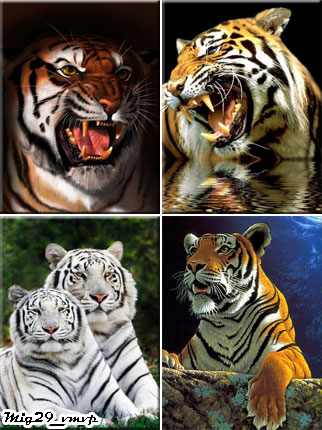 Картинки для мобильного телефона, тигры, скачать бесплатно