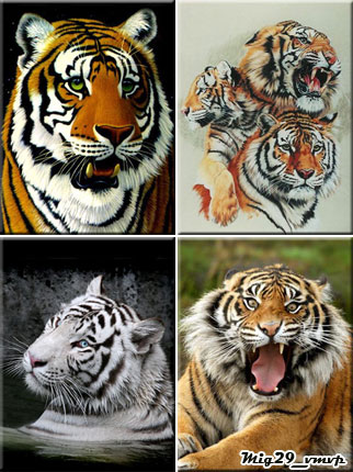бесплатно картинки на телефон, тигры